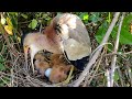 Mother Bird Spits Food Out For Her Young