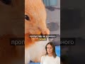 You Won’t Believe How Fast This Squirrel Eats Its Snack!