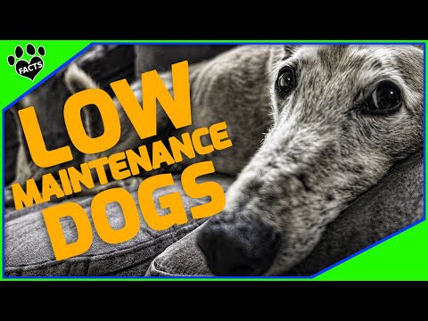 Video: Top Low-Maintenance Dogs