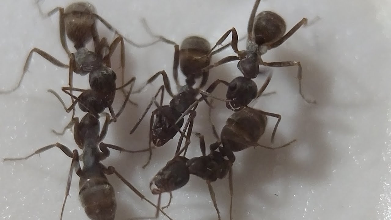 女王不在のクロヤマアリの巣を縮小化する