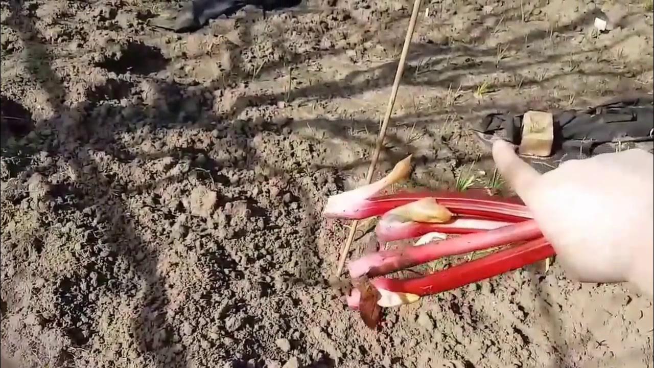 How to pull rhubarb, weeds and delivery March 13th 2017 YouTube