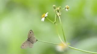 NCESS Documentary Film