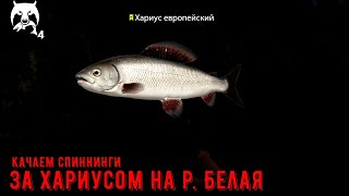 ♢ р. Белая ♢ Европейский Хариус ♢ Русская Рыбалка 4 ♢ Качаем спиннинги ♢