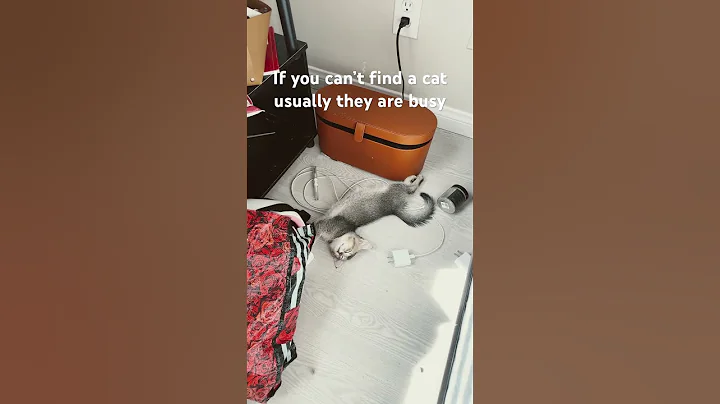 Video 3080371: mainecooncat mainecoons cat, mainecooncats kitty cat, mainecoon cat kitty cute, mainecoon kitty funny cats, mainecooncats kittycat, mainecoon cat sleep