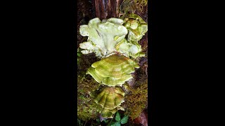 Trametes versicolor
Paul Stamets finds a small fruiting of the Turkey Tail mushroom while out for a walk in the forest!
#mycology #paulstamets #turkeytail #mushtok #mushroomeducation #foraging Trametes versicolor