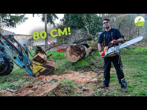 PULIZIE ESTREME IN AZIENDA! Taglio Noce Indiano da 50 Quintali! - FarmVlog #40