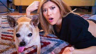I DNA Tested My Mutant Chihuahua
