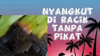 Download Lagu Jerat ayam hutan 23 | Randy Channel Download Lagu Jerat ayam hutan 23 | Randy Channel