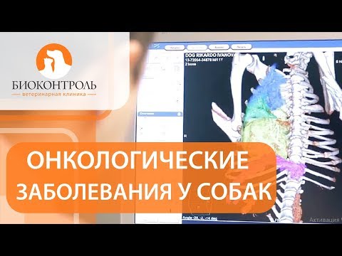 Онкология у собак. &#55357;&#56374;Что нужно знать хозяину собаки об онкологических заболеваниях?