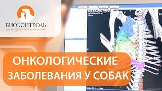 Онкология у собак. 🐶Что нужно знать хозяину собаки об онкологических заболеваниях?