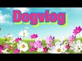Dogvlog: летом на даче с животными