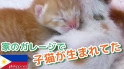 フィリピン彼女と可愛いポメラニアンの日常 Youtube