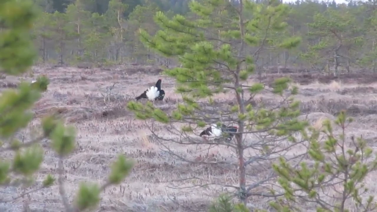 Teeren soidin -25 osa 1