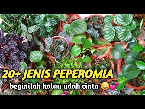 Video: Peperomia Care - Pelajari Cara Menanam Tanaman Peperomia Di Dalam Ruangan