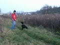 Lusia - Labrador Retriever