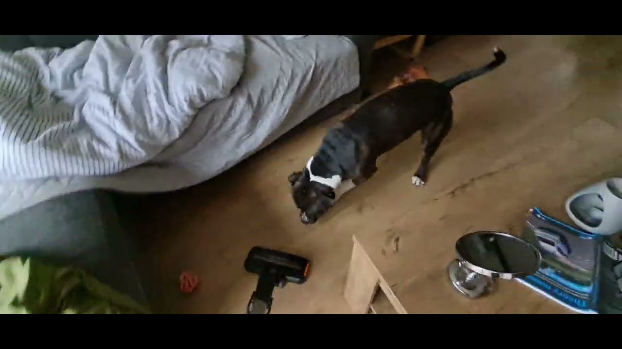 Why DOGS attack Vacuum Cleaners? YouTube