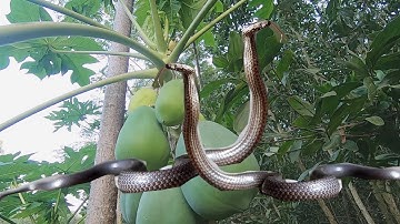 Chữa Rắn Độc Cắn Từ Quả Đu Đủ Xanh, vn vlogs