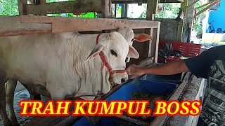 Download Lagu PEDETAN SUPER ISTIMEWA 💥💥💥 MP3