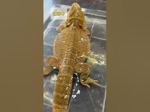 温浴するトカゲの様子がこちら【フトアゴヒゲトカゲ 】Central bearded dragon - Hq2
