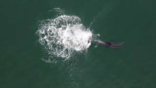 Dolphin Mother Searches for Lost Baby Dolphin. (Amazing Reunion) 4k Documentary