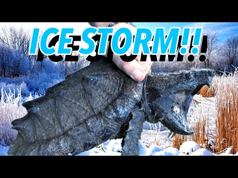 Did my Turtles FREEZE in the Ice Storm?