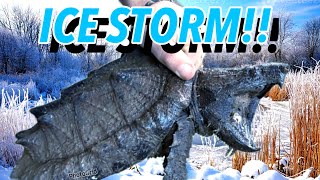 Did my Turtles FREEZE in the Ice Storm