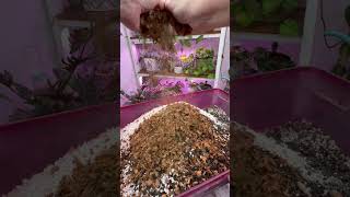 Potting Soil, Perlite, Charcoal & Coco Chips My Go-To Mix For Most Houseplants