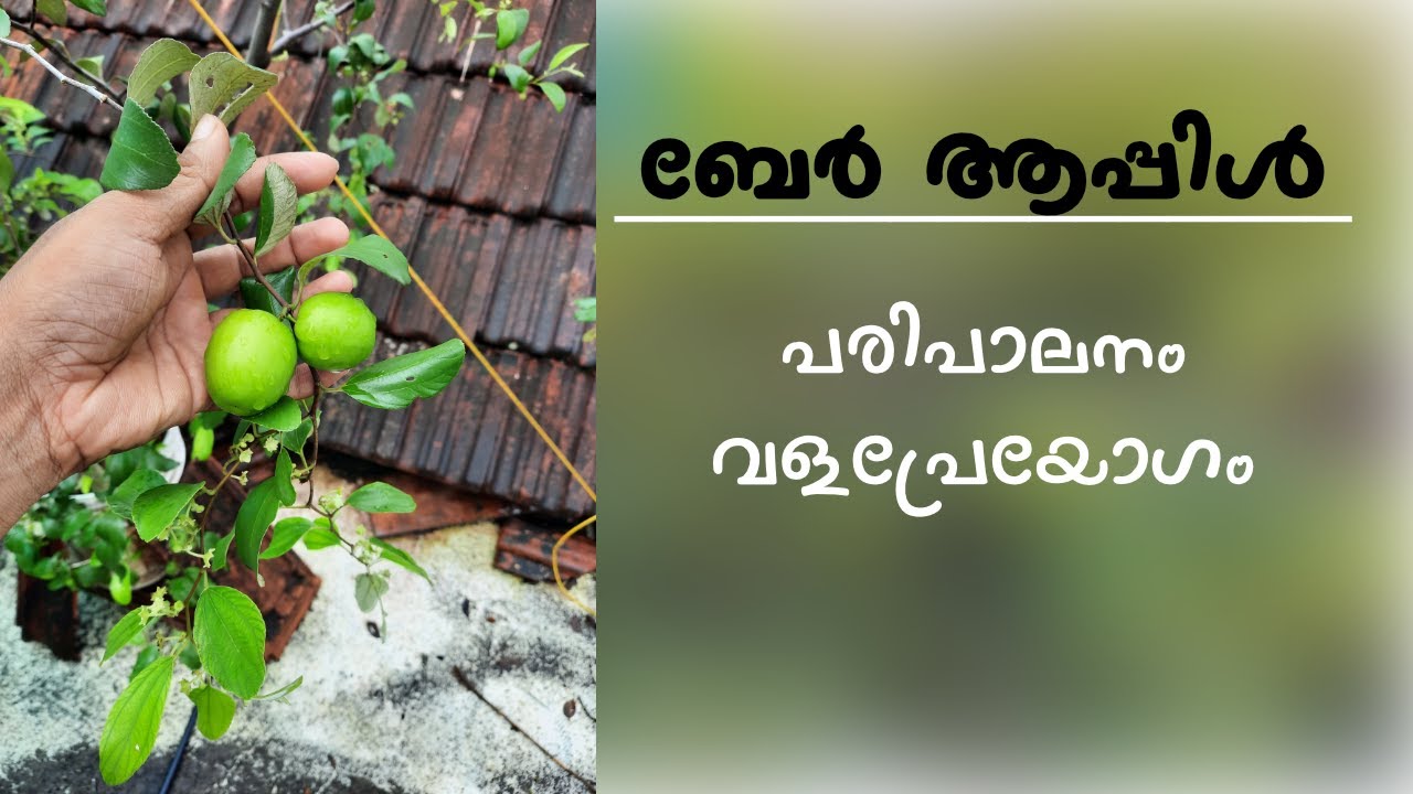 ചൂടത്ത് കായിക്കുന്ന (ബേർ) ആപ്പിളിൻറെ പരിപാലനം,വളപ്രയോഗം| Ber Apple Maintenance #berapple #homegarden