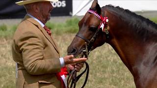 Ceffylau Rhanfrid Cymreig - March 4-7 | Welsh Partbred Horses - Stallion 4-7