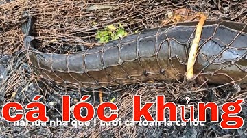 lưới cá được nhiều cá lóc khủng / hai lúa nhà quê ;# 18
