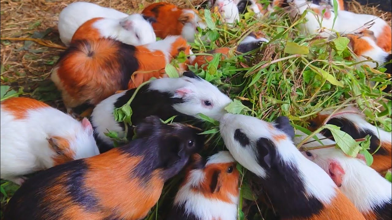 Guinea pigs eating ASMR, satisfying eating sounds asmr, cute animals Asmr, cute farm animals videos 