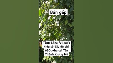 Bán gấp tổng 1,7 ha full cafe xen tiêu chỉ 650tr/ha #nhadatkrongno