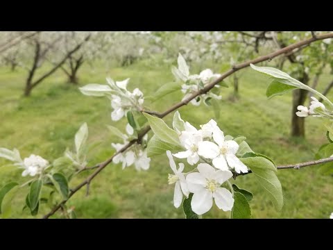 Video: Thanedar: waar de appels bloeien