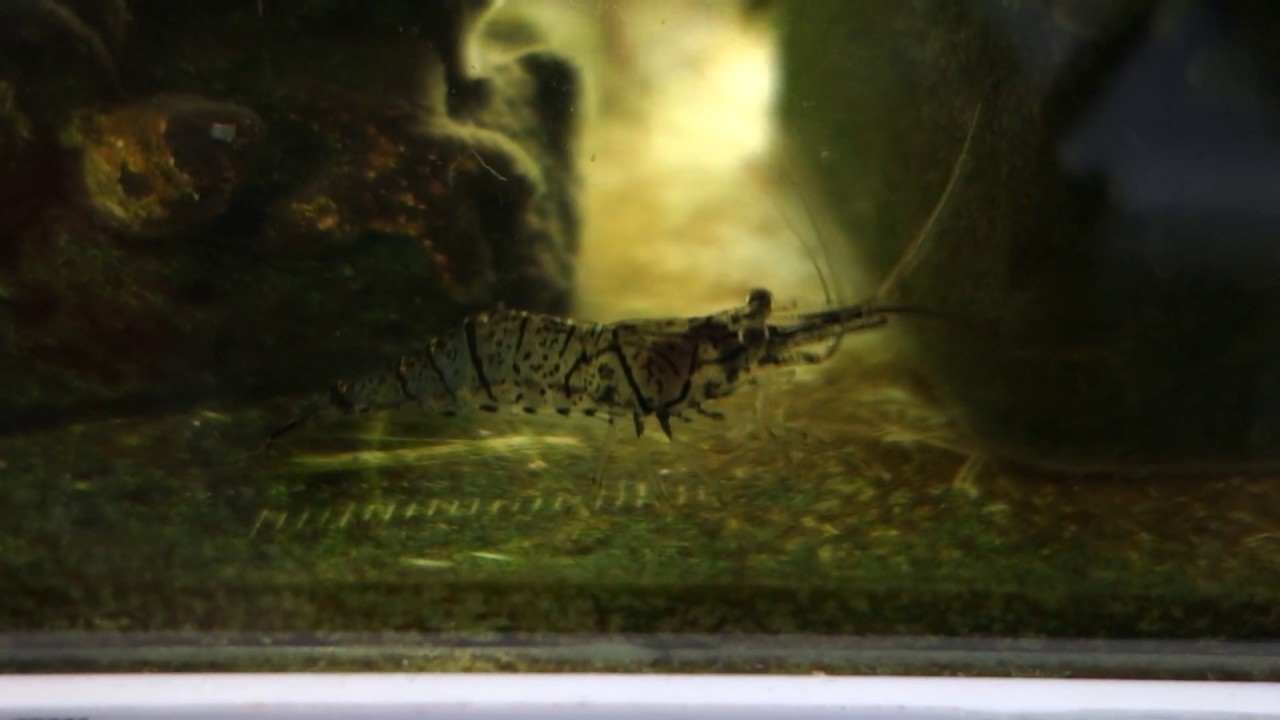 スジエビの飼育19 私の趣味