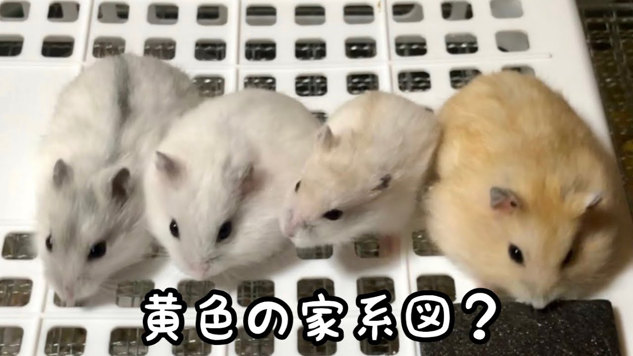 ハムスターちゃんねるのファン向け動画！？黄色いでちこの歴史 - YouTube