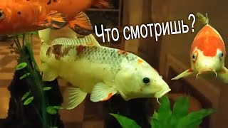 Большие аквариумные рыбки (релакс видео)
