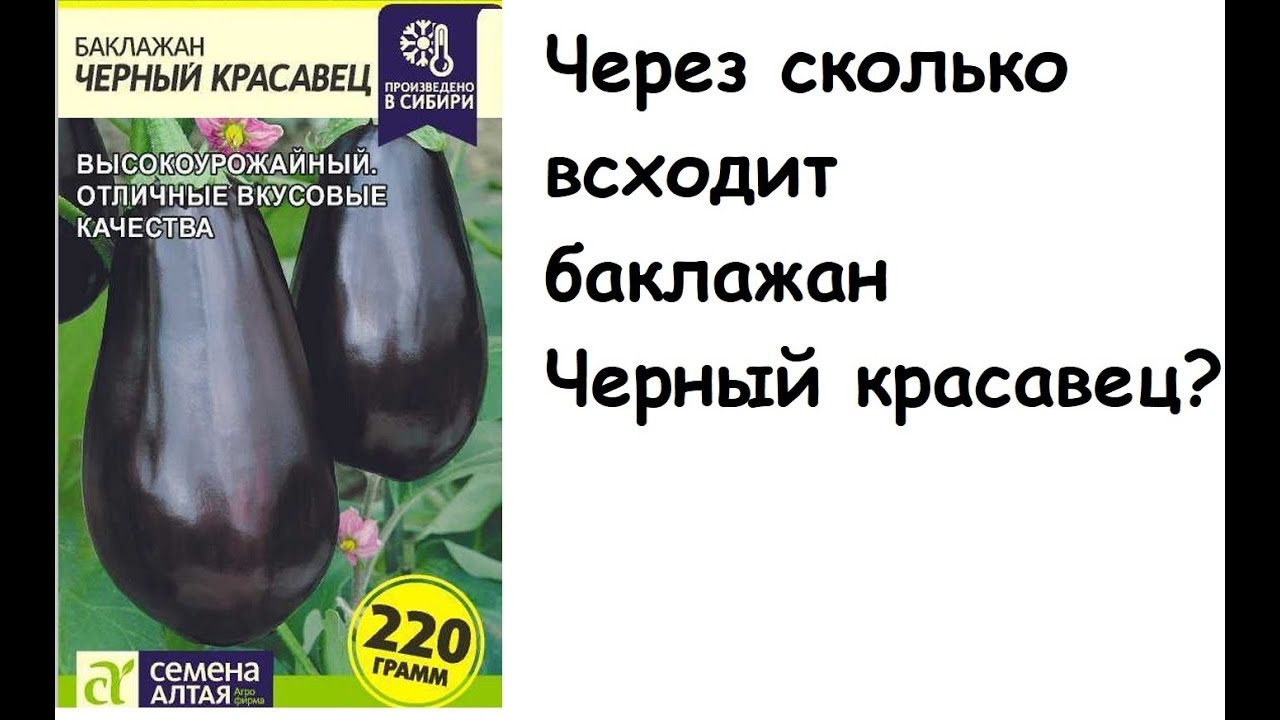 Сколько всходят баклажаны из семян в домашних. Баклажан черный красавец. Баклажан семена Алтая. Долго всходят баклажаны. Баклажан черное золото.