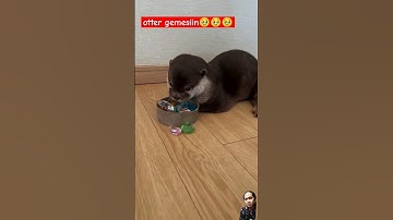 Babyotter spielt alleine 🥹|| otter jinak lucu #shorts #animals #otter #berangberang