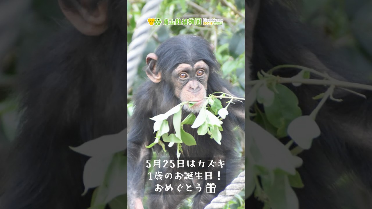 チンパンジー チンパンジーのカズキ｜オフィシャルブログ｜東山動植物園