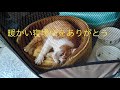 外で暮らしている猫に温かい寝床を作ってあげました