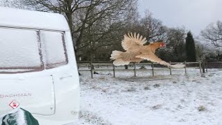 Chicken Flying Across Field