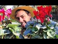 Como cuidar un Cyclamen o Violeta de los Alpes | La flor del Invierno!