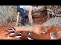 MUITOS PÁSSAROS BEBENDO E TOMANDO BANHO