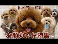 トイプードルのお顔カット特集!オーダー時の参考にして下さい【#76】