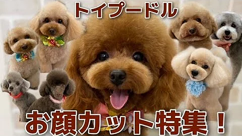Download 黒 トイ プードル カット Mp4 Mp3