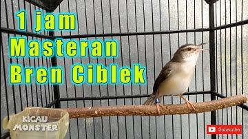 Masteran Paling di cari❗ 1 jam suara ciblek sawah jernih full bren❗❗