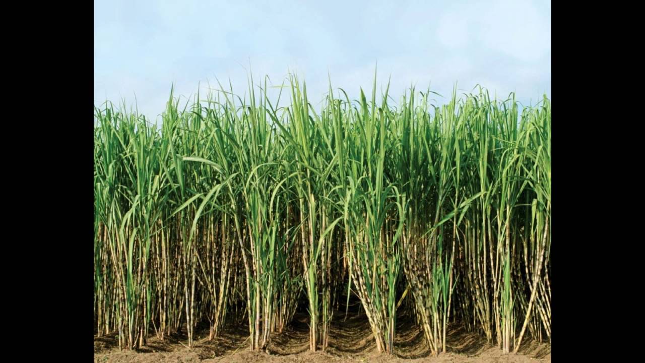 Сахарный тростник содержит 9. Saccharum сахарный тростник. Сахарный тростник в Луизиане. Растение Индии сахарный тростник. Доминиканская Республика сахарный тростник.