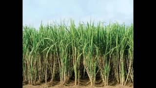 Sugar Cane Field Pic -Justimages