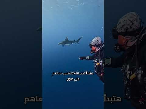 القروش مش وحوش… وإحنا كمصريين لازم نفتخر إن العالم بييجي لحد عندنا عشان يغوص معاها. 🦈🇪🇬
