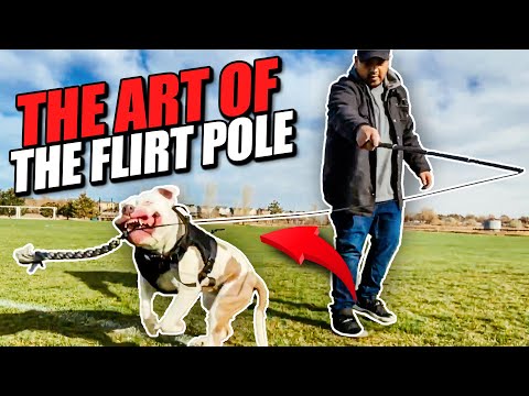 Vidéo: Top 3 Cues Pour Enseigner Votre Pit Bull